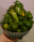 Eating eggplant – Greenbelt Vegetable Club Avatar
