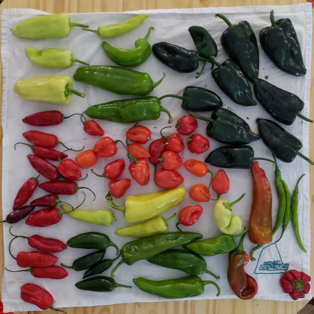 Bulk hot peppers